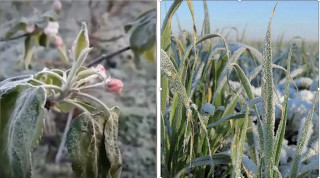 Для яблонь заморозки – реальная трагедия, завязь погибла, пшеницу (фото справа) хотя бы можно пересеять